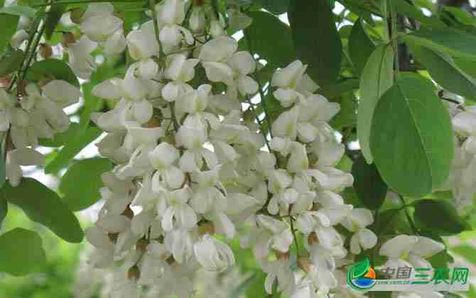 夏季有哪些蜜源植物呢(夏季有哪些蜜源植物生长)